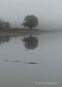Tree in foggy reflection