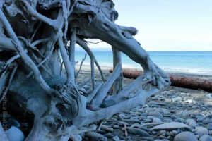 Drift wood root system on a rocky beach