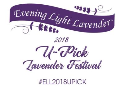 Evening Light Lavender festival shirt 2018